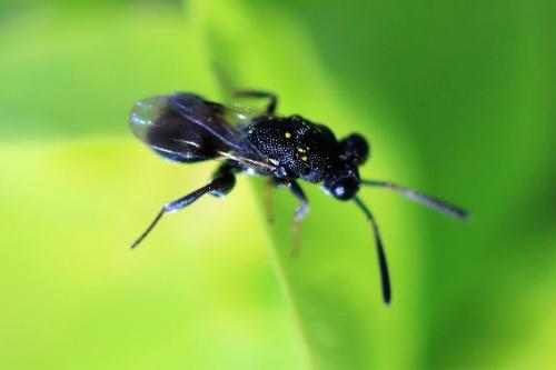 Haltichella rufipes